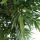 image 2 of 180cm UV Resistant Bamboo Premium  Realistic Green | One Size