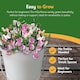 image 4 of Pronto Seed Sweet Pea Grow Your Own Kit with Decorative Bucket Planter - Little Sweetheart Mix - Ideal Gardening Gift