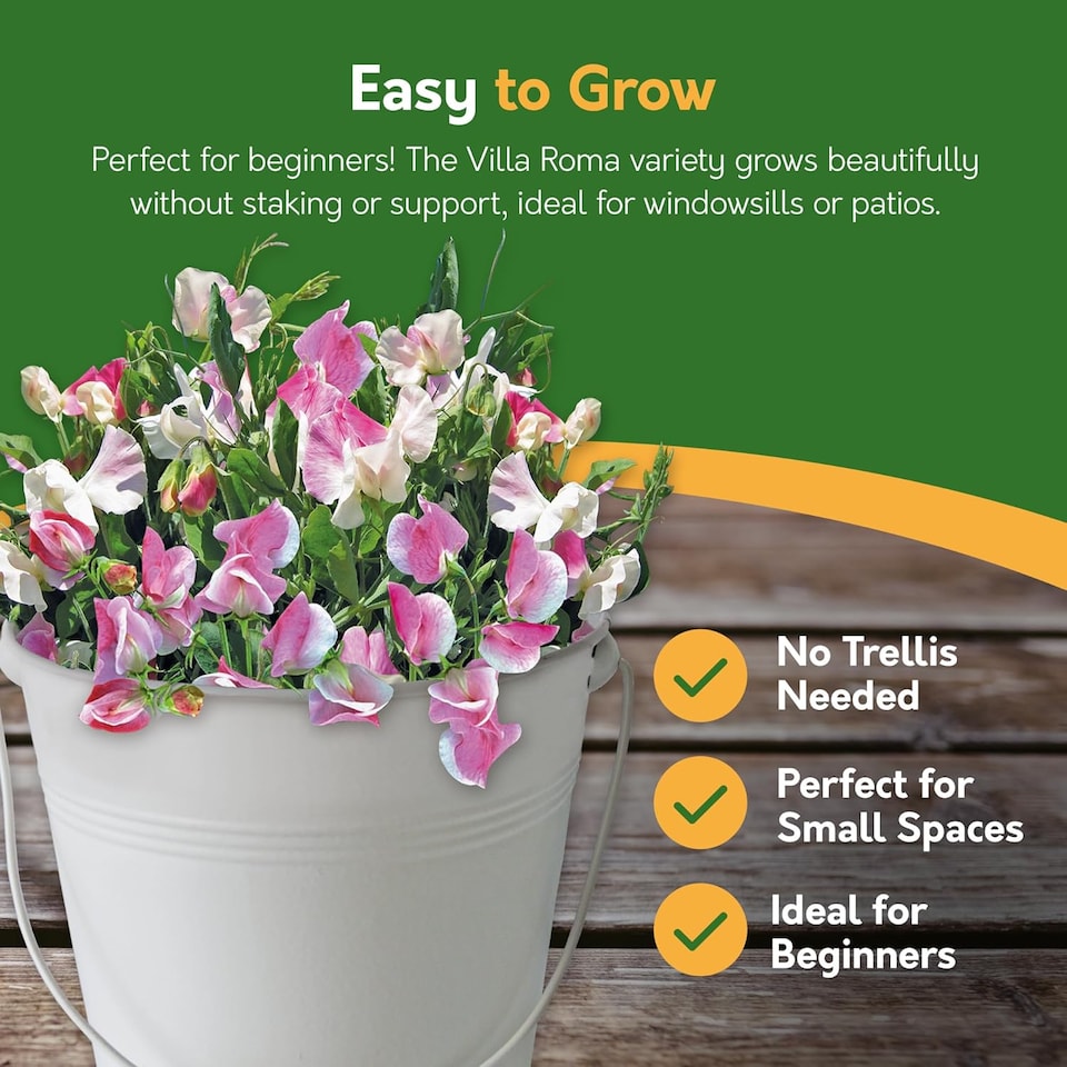 image 1 of Pronto Seed Sweet Pea Grow Your Own Kit with Decorative Bucket Planter - Little Sweetheart Mix - Ideal Gardening Gift