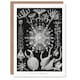 image 1 of Ernst Haeckel Art Card Phaeodaria Marine Life Illustration