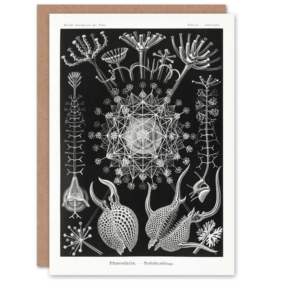 image 1 of Ernst Haeckel Art Card Phaeodaria Marine Life Illustration