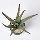 image 4 of Homescapes Aloe Vera Artificial Succulent in Black Pot, 30 cm Tall