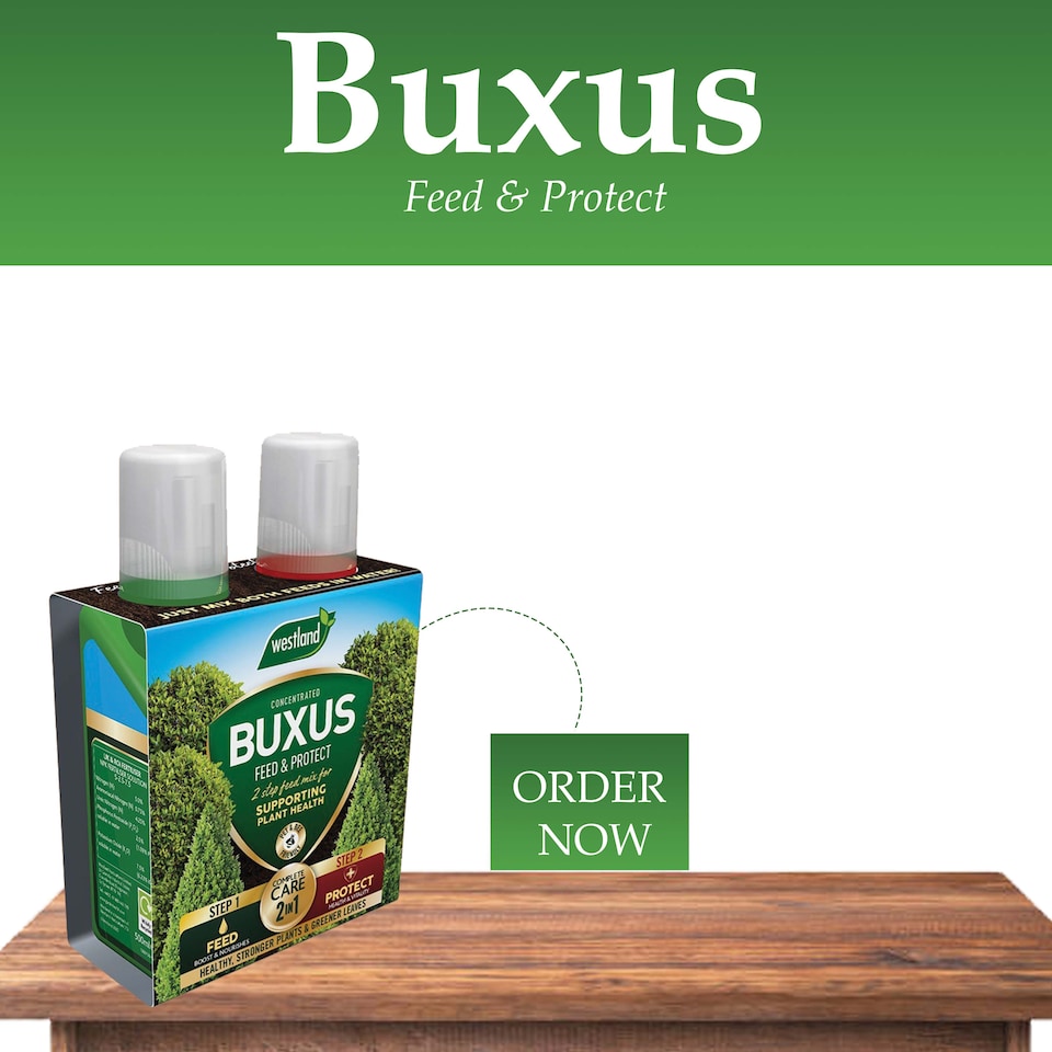 image 1 of Westland Buxus Feed & Protect 2 in 1 - 2 x 500ml | Clear | 1 x Duo Pack | 2