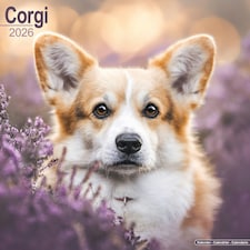Corgi 2026 Calendar | Square Wall Calendar | Dog Breed Gift | Plastic Free Packaging | by Avonside Publishing