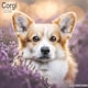 image 1 of Corgi 2026 Calendar | Square Wall Calendar | Dog Breed Gift | Plastic Free Packaging | by Avonside Publishing