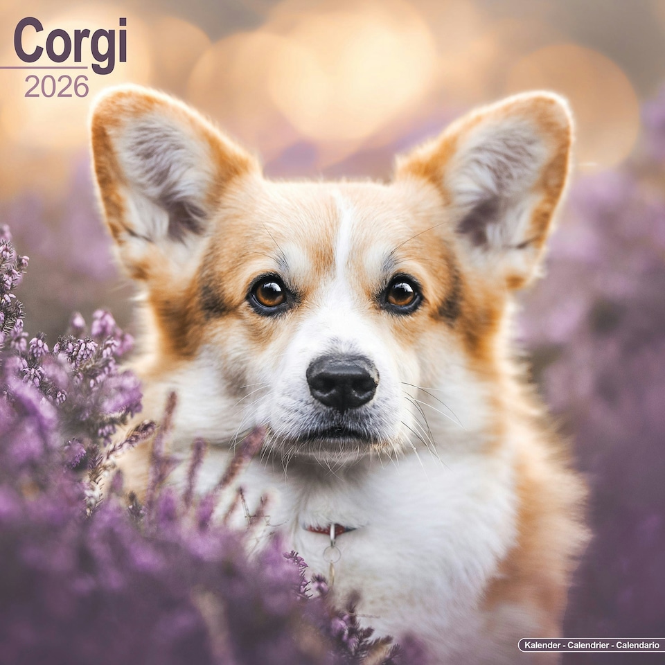 image 1 of Corgi 2026 Calendar | Square Wall Calendar | Dog Breed Gift | Plastic Free Packaging | by Avonside Publishing