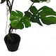 image 2 of Artificial Monstera Plant Twisted Cheese Plant 70cm Leaf Design UK Realistic Botanik