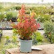 image 5 of Marshalls Garden Berberis 'Orange Rocket' 3 x 9cm