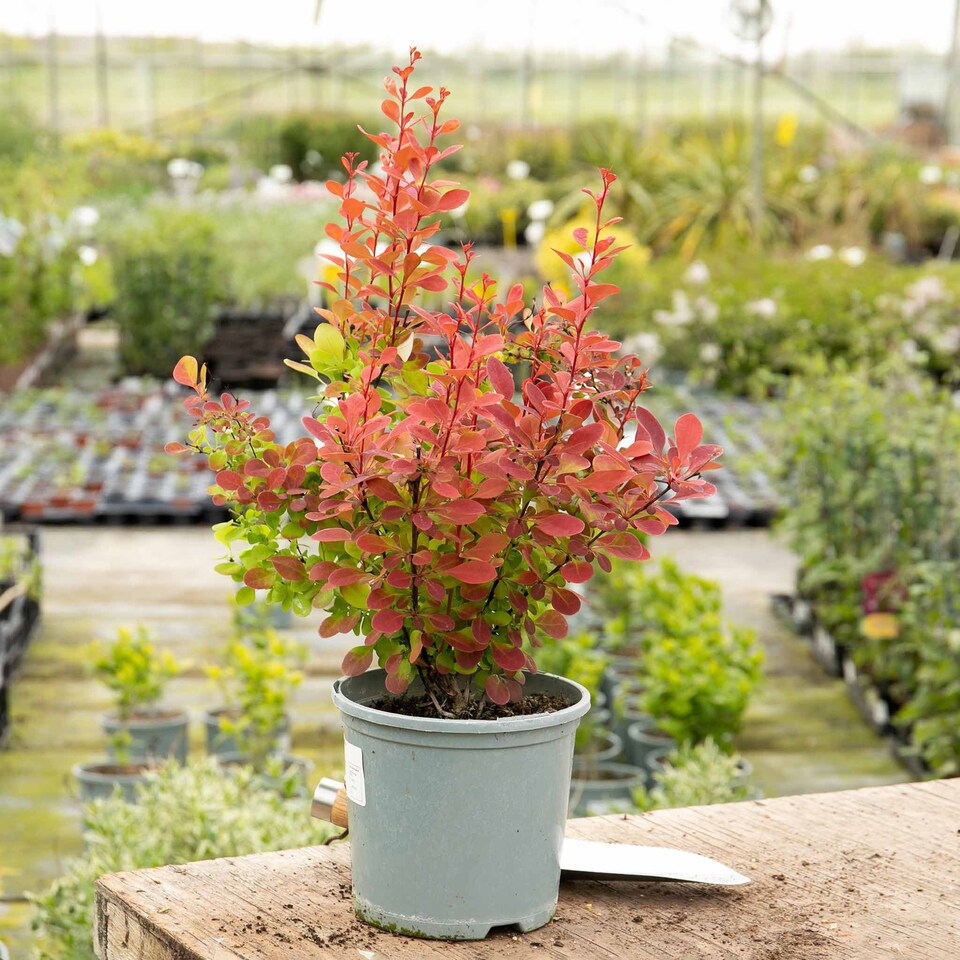 image 1 of Marshalls Garden Berberis 'Orange Rocket' 3 x 9cm