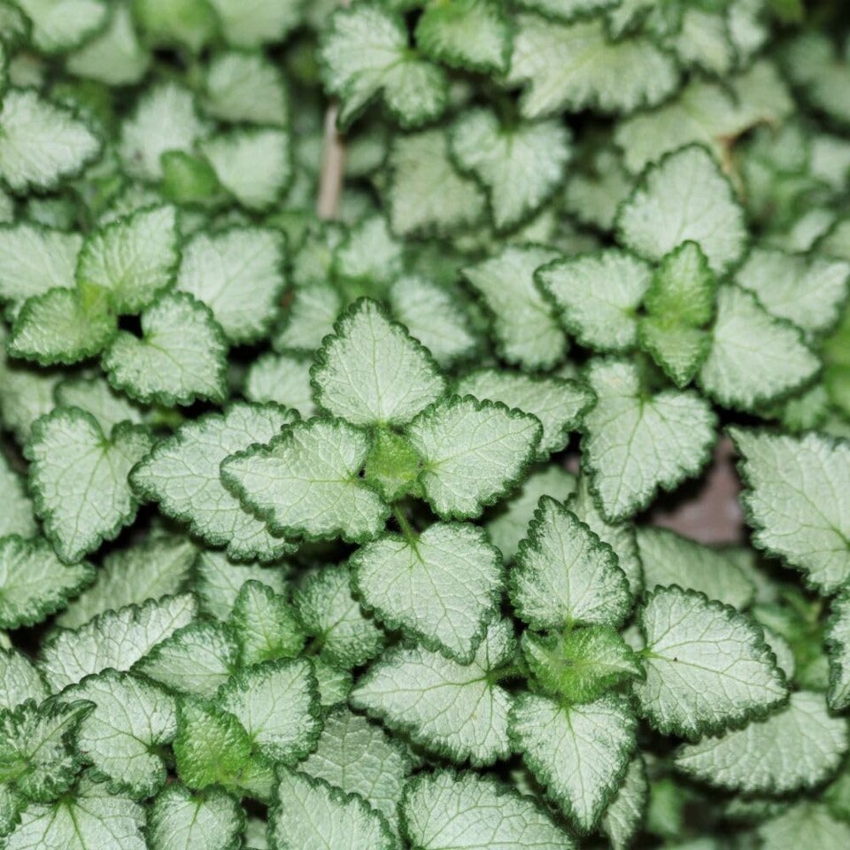 image 1 of Lamium maculatum Beacon Silver Hardy Perennial with Silver Foliage and Purple Flowers 1x or 2X 1 Litre Pots by Thompson and Morgan