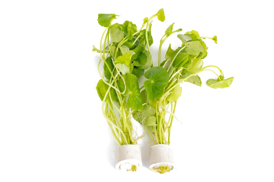 image 1 of Brazilian Pennywort (Hydrocotyle leucocephala) - Live Aquarium Plant for Midground Planting, No CO2 Needed - Fish Tank Plant