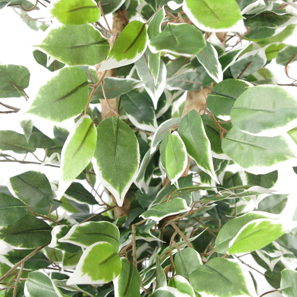 image 1 of 130cm Variegated White/Green Bushy Ficus Tree Gold Metal Planter
