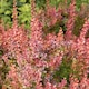 image 8 of Marshalls Garden Berberis 'Orange Rocket' 3 x 9cm