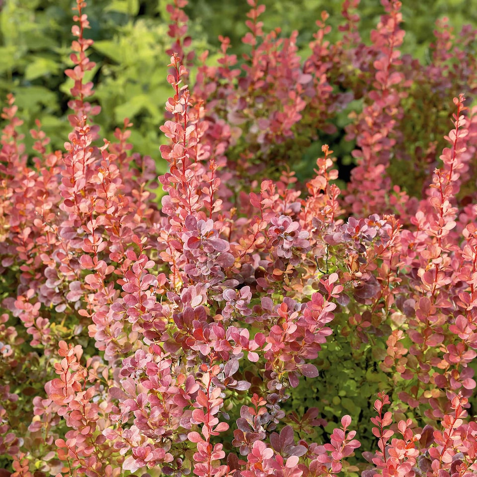 image 1 of Marshalls Garden Berberis 'Orange Rocket' 3 x 9cm