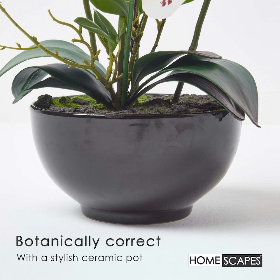 image 1 of Homescapes White Orchid 62 cm Phalaenopsis in Ceramic Pot Extra Large, 5 Stems