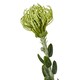 image 4 of Hill Interiors Pincushion Protea Spray Artificial Flower - Green - One Size