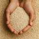 image 5 of Quinoa Grain 1kg (Sussex Wholefoods)