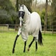 image 3 of LeMieux Arika Armour-Tek Fly Rug Grey | 7ft 0