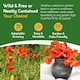 image 6 of Poppy Flower Seeds - Papaver Rhoeas, Field Poppy - 10g