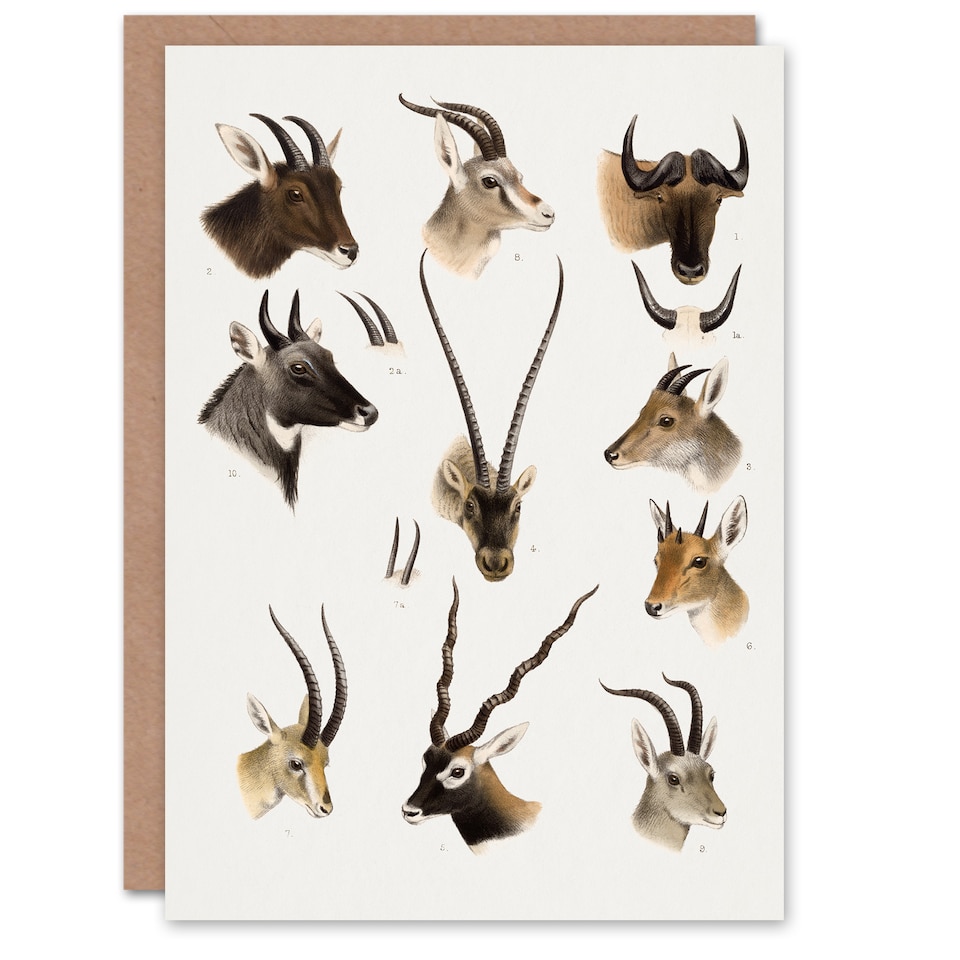 image 1 of Richard Lydekker Art Card Bovidae Animals Vintage Illustration