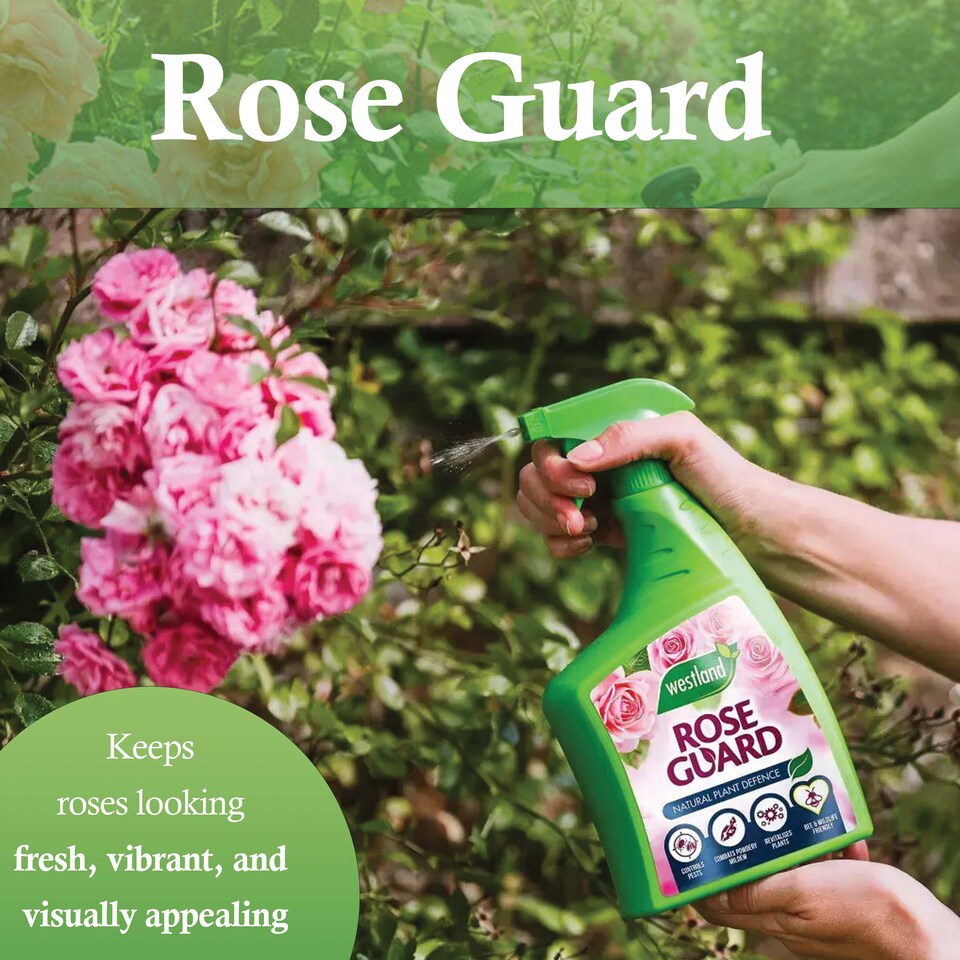 image 1 of Westland Rose Guard RTU 800ml Spray for Healthy Leaves Vibrant Colour Disease Protection and Stronger Blooms for Roses