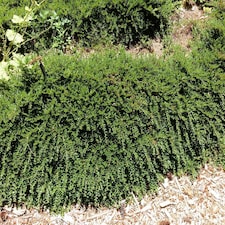 Ground Cover Garden Border Mix Large Mature Plants Supplied in 3 Litre Pots - Pack of 18