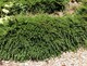 image 1 of Ground Cover Garden Border Mix Large Mature Plants Supplied in 3 Litre Pots - Pack of 18