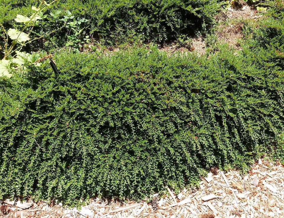 image 1 of Ground Cover Garden Border Mix Large Mature Plants Supplied in 3 Litre Pots - Pack of 18