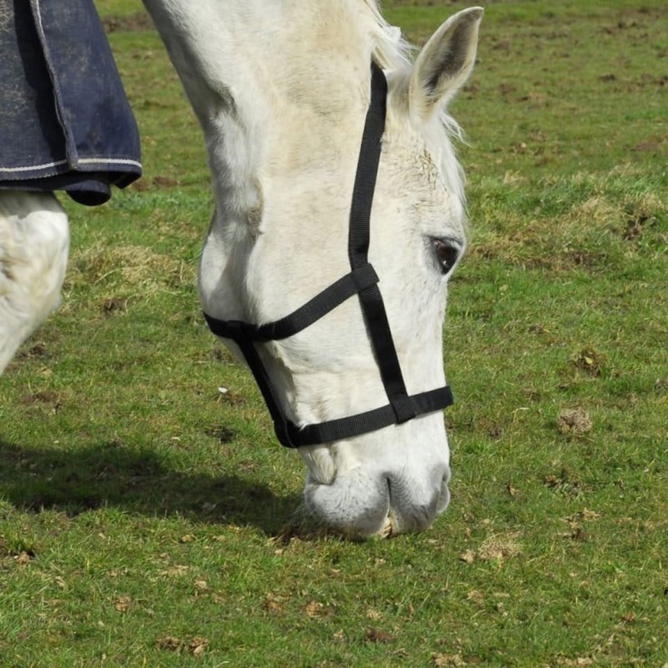 image 1 of Rhinegold Field Safe Headcollar Orange | Colour: Tangerine Orange
Size: Shetland Pony