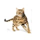 image 3 of Royal Canin Bengal 10KG