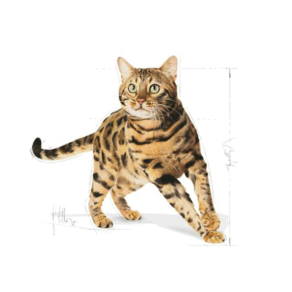 image 1 of Royal Canin Bengal 10KG