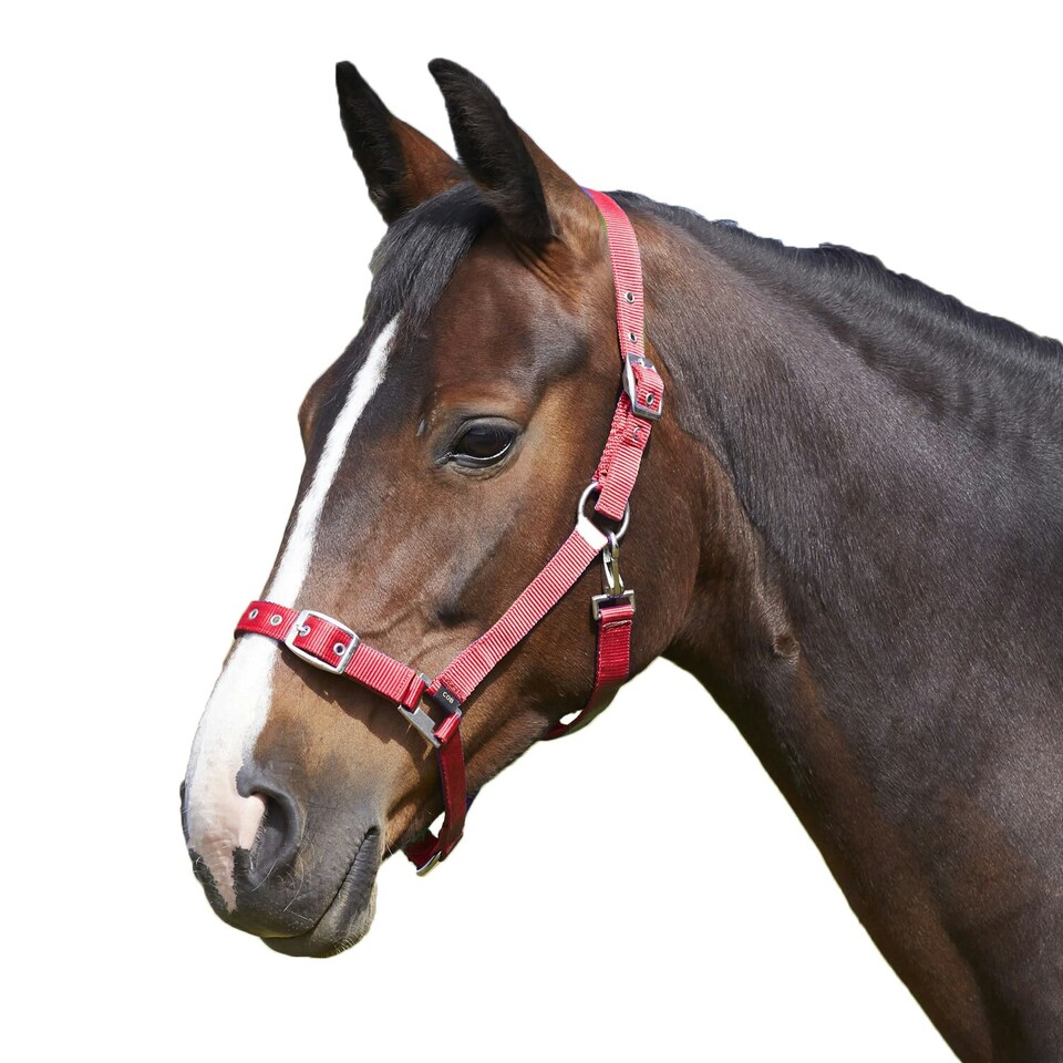 Bitz Everyday Adjustable Horse Headcollar - Red - Full