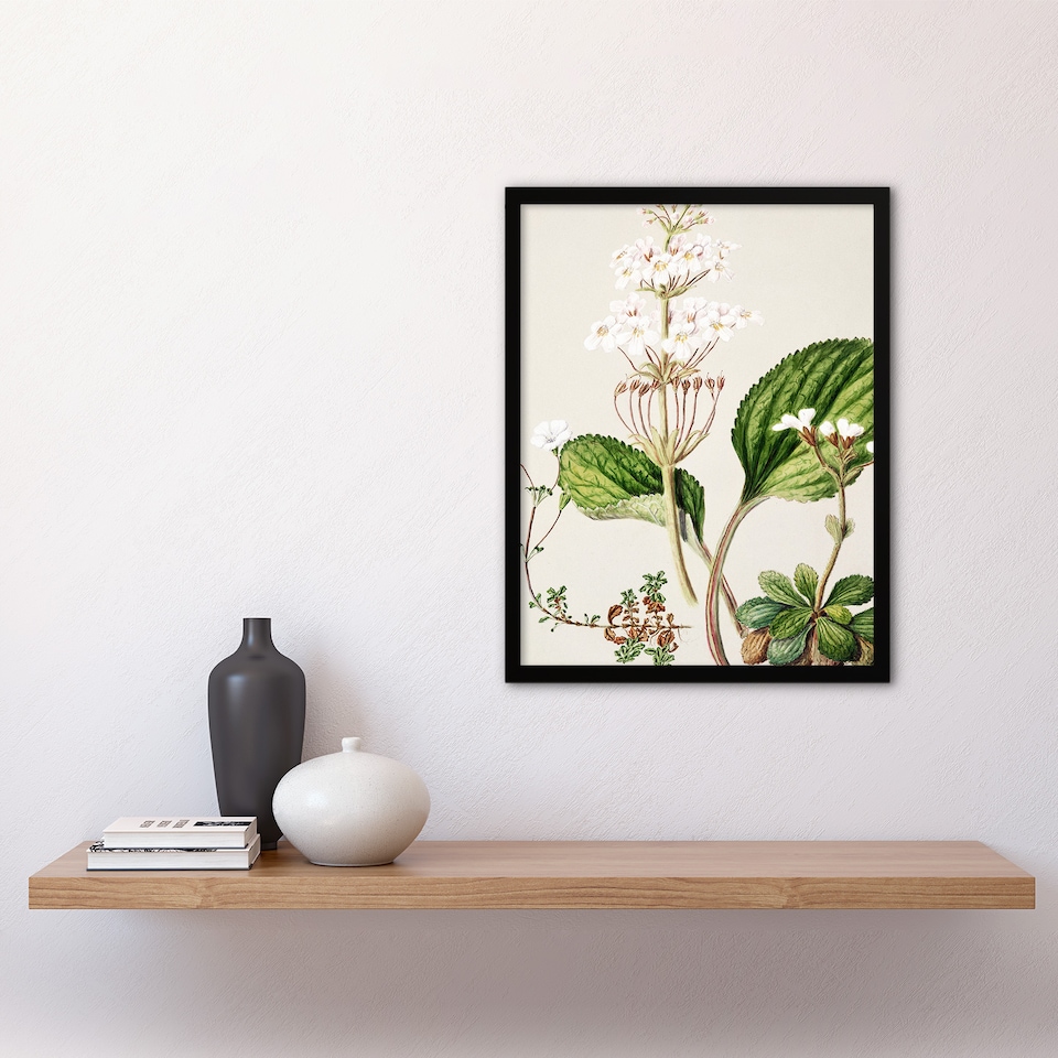 image 1 of Sarah Featon Framed Wall Art New Zealand Ourisia Flowering Plant Home Décor