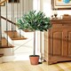 image 8 of Outsunny Artificial Olive Tree Plant In an Orange Pot 90 cm for Home