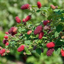 Carbeth Plants 3 x Tayberry Buckingham Fruit Plant in 9cm Pot - Raspberry & BlackBerry Hybrid Fruit - Heavy Cropping