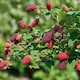 image 1 of Carbeth Plants 3 x Tayberry Buckingham Fruit Plant in 9cm Pot - Raspberry & BlackBerry Hybrid Fruit - Heavy Cropping