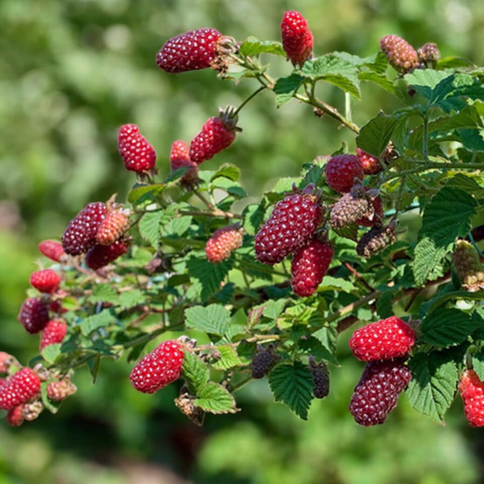 image 1 of Carbeth Plants 3 x Tayberry Buckingham Fruit Plant in 9cm Pot - Raspberry & BlackBerry Hybrid Fruit - Heavy Cropping
