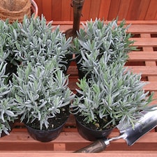 Common Lavender Herb Plant Lavandula Angustifolia 9cm Pot | Green | Green | 9cm Pot | 1