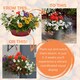 image 2 of 7 Colour Coordinated Plants  Tangerine Twist Theme Speedplanter  Garden Ready