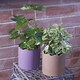 image 2 of Ceramic Indoor Plant Pot Berry - H17.5cm