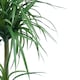 image 2 of 90cm Double Dracaena Plant