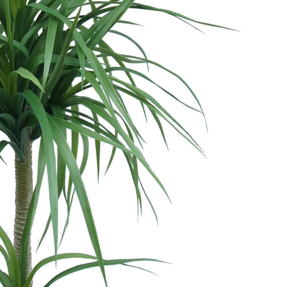 image 1 of 90cm Double Dracaena Plant