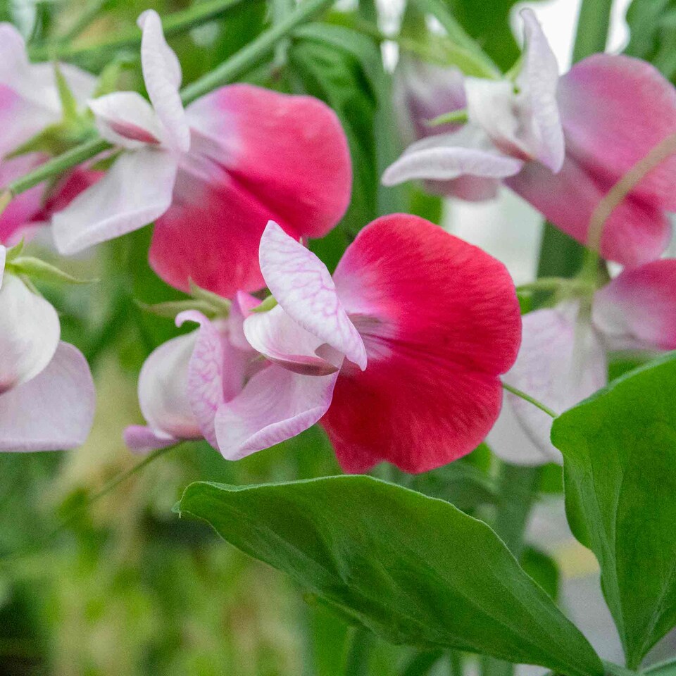 image 1 of Sweet Pea Little Red Riding Hood | Multi | Green, White, Pink, Red | Flower Seeds | 1