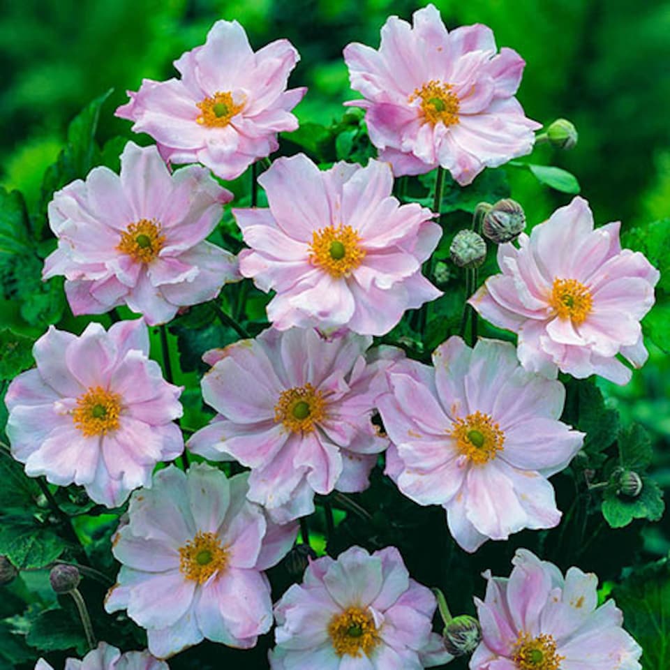 image 1 of YouGarden Hardy Japanese Anemone Collection, Set of 3 Established Plants, 9cm Pots, Long-Flowering, Pollinator-Friendly