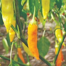 Habanero Chilli Pepper Seeds - Fiery Fruity Flavor - Easy to Grow - Thompson & Morgan (1 Packet)