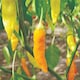 image 1 of Habanero Chilli Pepper Seeds - Fiery Fruity Flavor - Easy to Grow - Thompson & Morgan (1 Packet)