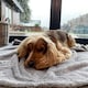 image 3 of Fluffy Fleece Blanket - Soft & Warm Throw for Dogs & Cats - Small - 60 x 80cm / Grey