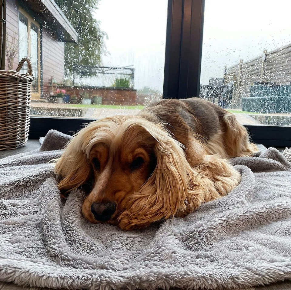 image 1 of Fluffy Fleece Blanket - Soft & Warm Throw for Dogs & Cats - Small - 60 x 80cm / Grey