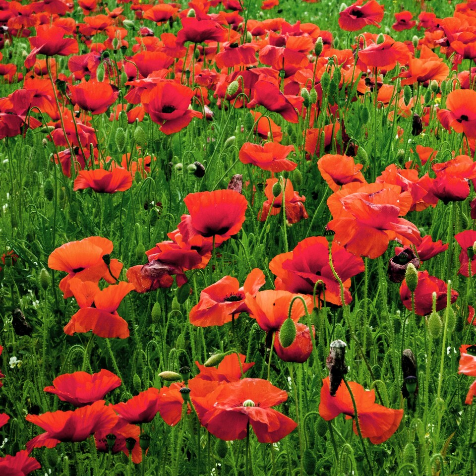image 1 of Pegdev 25g Red Poppy Wild Flower Seeds for Stunning Summer Blooms