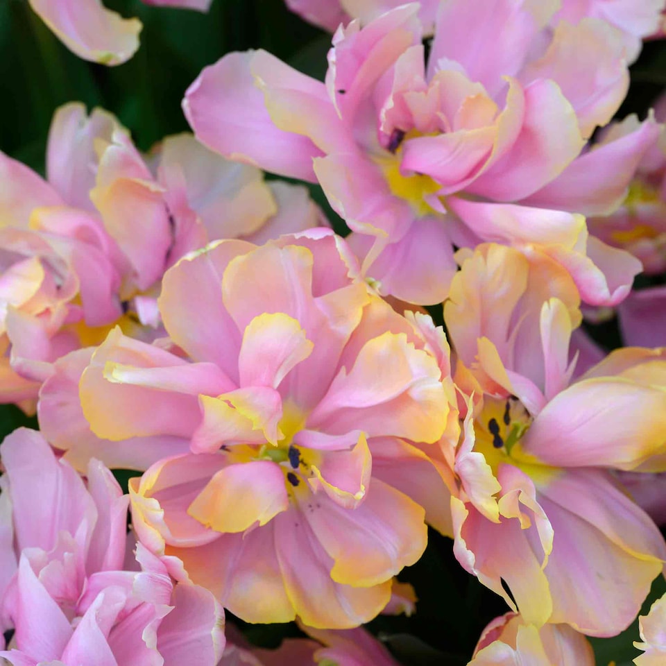 image 1 of Marshalls Garden Tulip Bulbs 'Pink Star' 10 bulbs